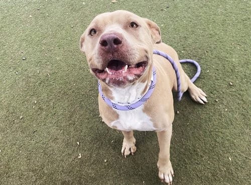 Photo of Baby Dog, adoptable American Pit Bull Terrier in Phoenix, Arizona