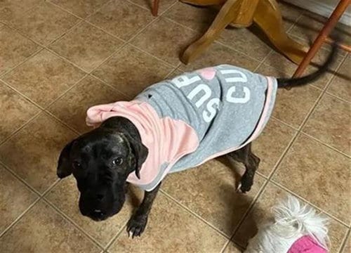 Photo of Fancy, adoptable Boxer in San Antonio, Texas