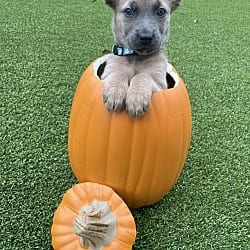 Photo of Hallowed Harvest - Jarrahdale - Located in Florida, adoptable Belgian Malinois in Imlay City, Michigan