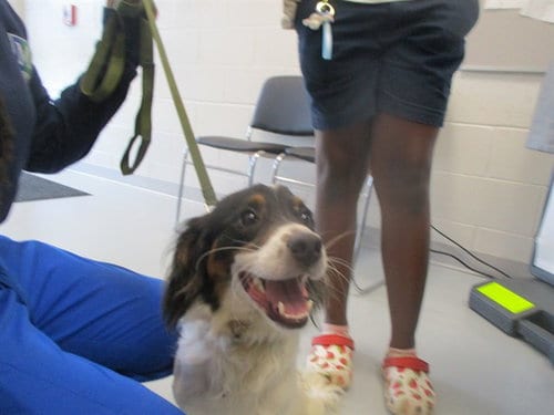 Photo of Shaq, adoptable Dachshund in Ocala, Florida