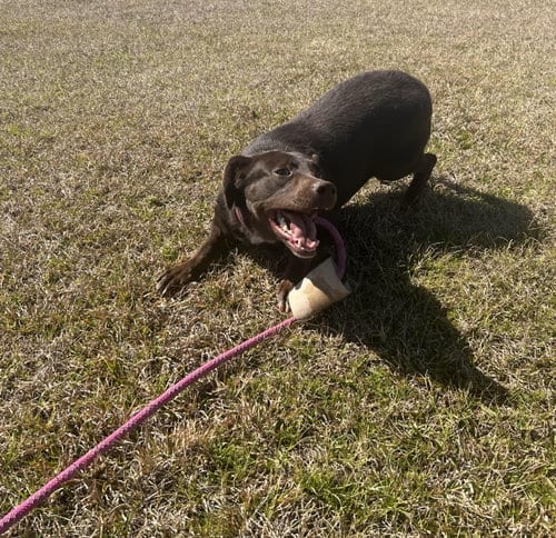 Photo of Lilah, adoptable Labrador Retriever in Monticello, Mississippi