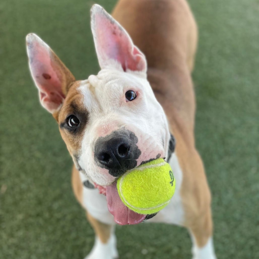 Photo of Angus Boy, adoptable Terrier, Bull / Mixed Breed (Medium) in Riverside, California