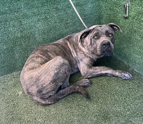 Photo of Dexter, adoptable Mastiff in Lancaster, California