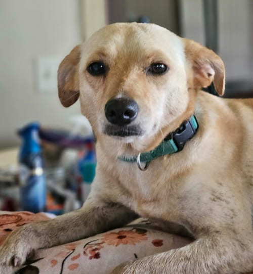 Photo of Miracle Chi3, adoptable Chihuahua in Wakefield, Rhode Island