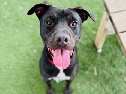 Photo of Samuel, adoptable dog in Georgetown, Texas