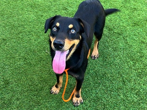 Photo of Riley, adoptable Australian Kelpie in Orange, California
