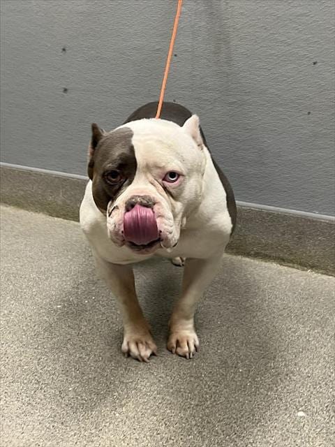 Photo of Ash, adoptable Pit Bull Terrier in Las Vegas, Nevada