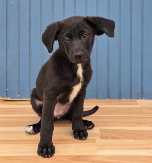Photo of Mabel, adoptable Labrador Retriever in Sedalia, Colorado