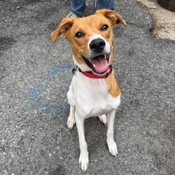 Photo of Lily Pad, adoptable Golden Retriever in New York, New York