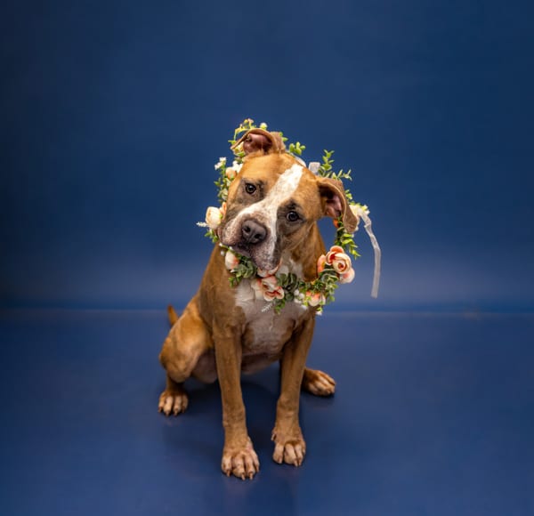 Photo of Natasha, adoptable Pit Bull cross in Lawrenceville, Georgia