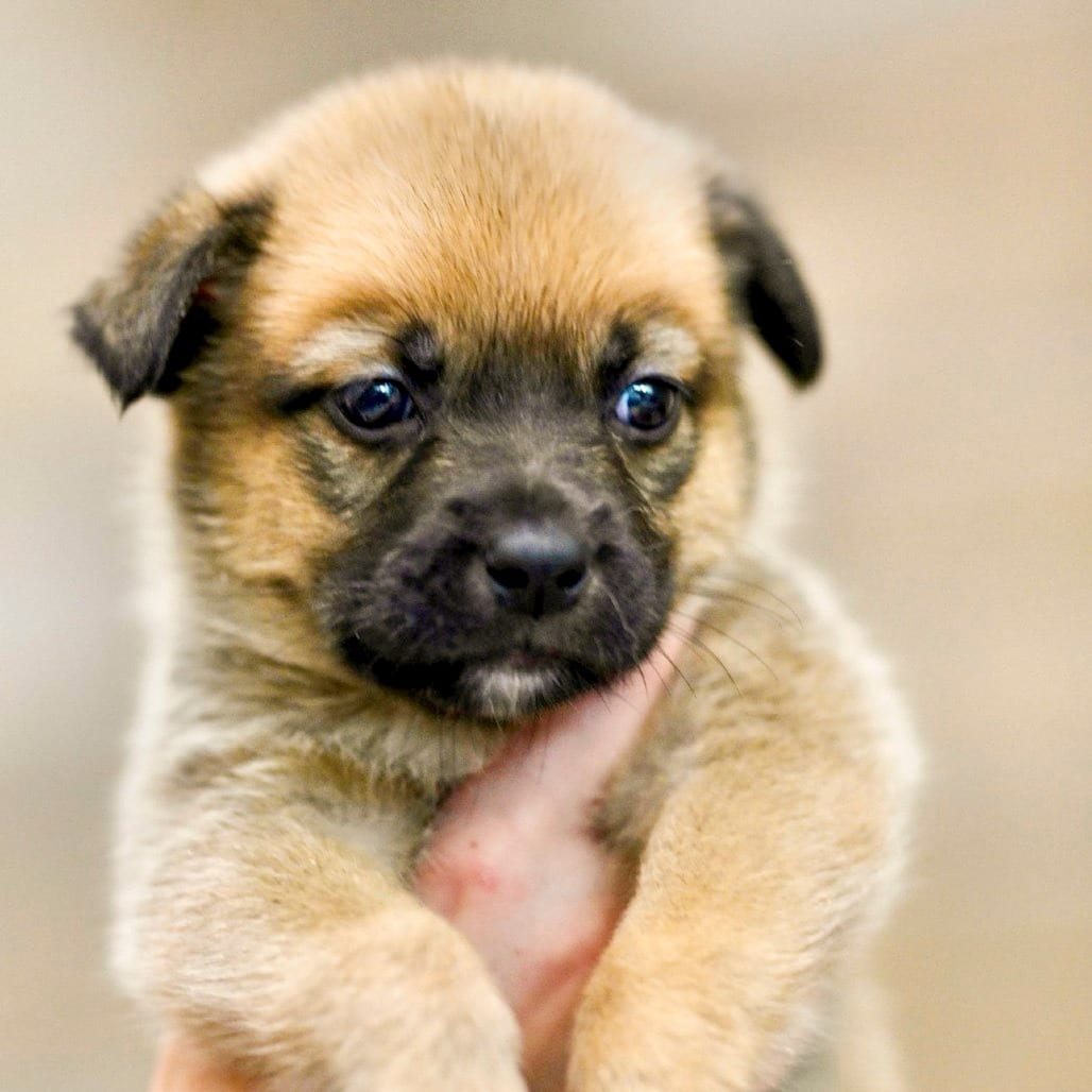 Photo of Grizzly Bear, adoptable Retriever, Labrador / Mixed Breed (Medium) in Chapel Hill, North Carolina