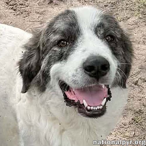 Photo of Koby in FL - Playful & Friendly Tripod, adoptable Great Pyrenees in Beacon, New York