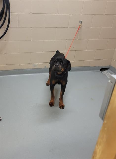 Photo of Sunny, adoptable Rottweiler in Tacoma, Washington