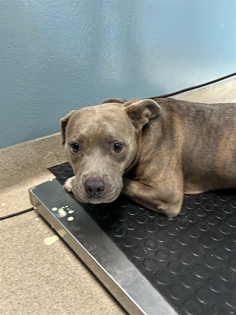 Photo of Clay, adoptable Pit Bull Terrier in Newton, North Carolina