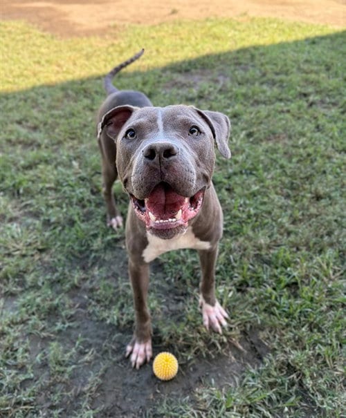 Photo of Storm, adoptable Pit Bull Terrier in Riverside, California