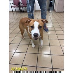Photo of Laney, adoptable Mixed Breed (Medium) in West Palm Beach, Florida