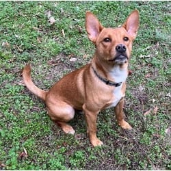 Photo of Chip, adoptable Terrier (Unknown Type, Medium) in Irmo, South Carolina