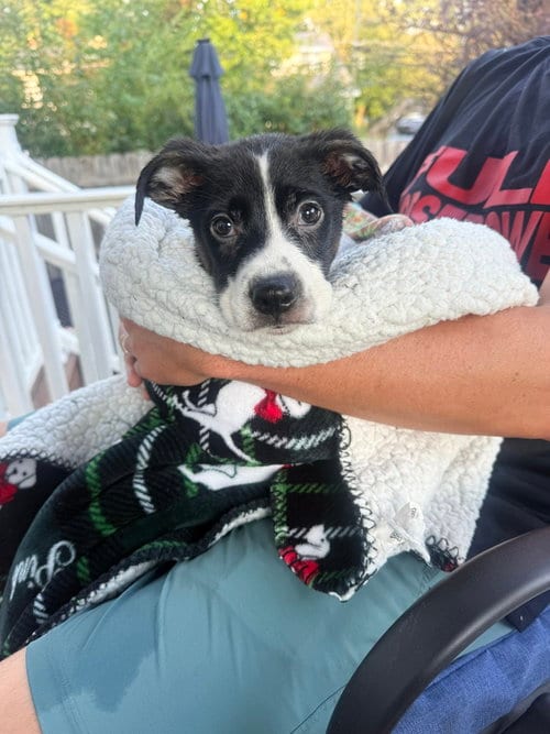 Photo of Bailey, adoptable Mountain Cur in Willingboro, New Jersey