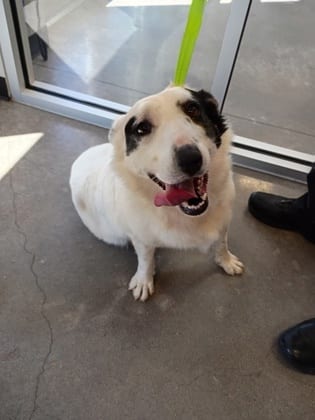 Photo of Tito, adoptable Border Collie mix