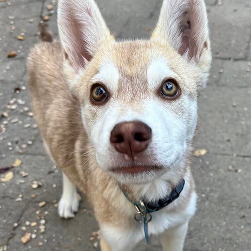 Photo of Thornton, adoptable Husky in Oakland, California