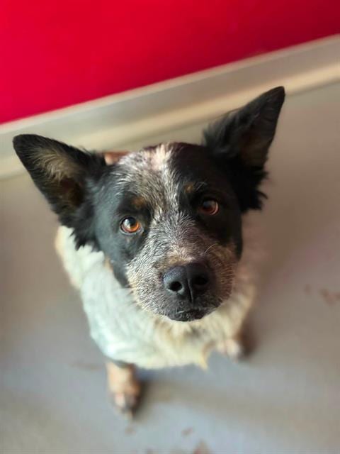 Photo of Fairy, adoptable Queensland Heeler in Visalia, California