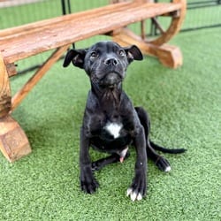 Photo of Fava Beans 7144, adoptable Mixed Breed (Medium) in Loxahatchee, Florida