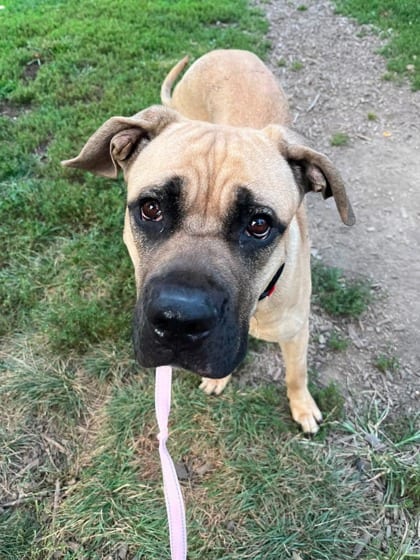 Photo of Saguaro, adoptable dog in Baltimore, Maryland