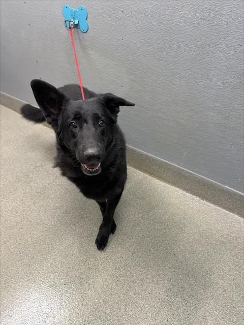 Photo of Athena, adoptable German Shepherd Dog in Las Vegas, Nevada