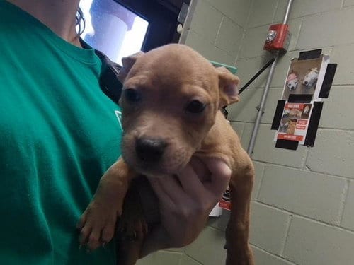 Photo of Howie, adoptable Pit Bull Terrier in Tulsa, Oklahoma