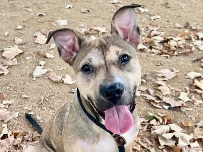 Photo of Goblin, adoptable dog in Georgetown, Texas