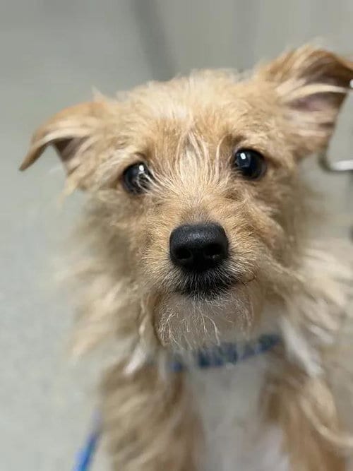 Photo of Pookie, adoptable Terrier in Las Vegas, Nevada