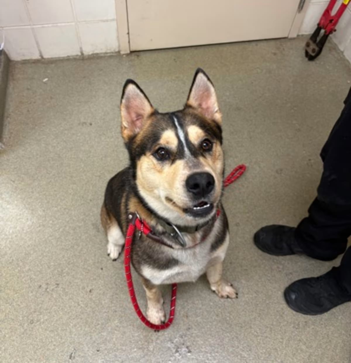 Photo of Falafel, adoptable Husky in Chesapeake, Virginia