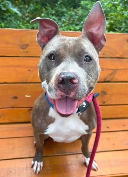 Photo of Meteor, adoptable dog in Baltimore, Maryland