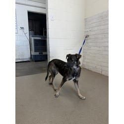 Photo of Tango, adoptable Belgian Malinois in San Bernardino, California