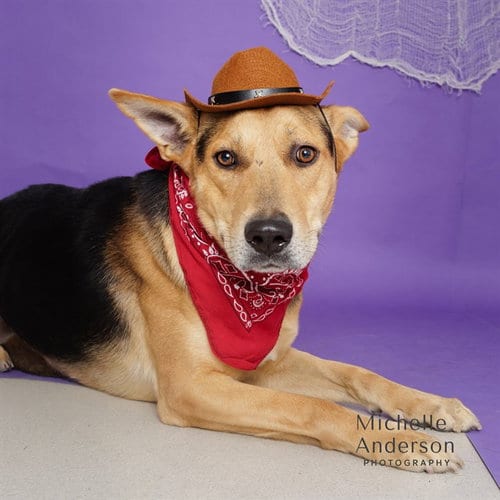 Photo of Charlie, adoptable German Shepherd Dog in Corona, California
