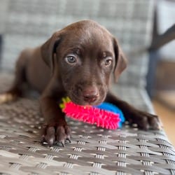 Photo of Bear, adoptable Mixed Breed (Medium) Pointer in Albany, New York