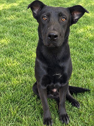 Photo of Harland, adoptable Labrador Retriever in Lancaster, California