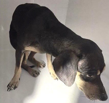 Photo of A662487, adoptable Chihuahua in Houston, Texas