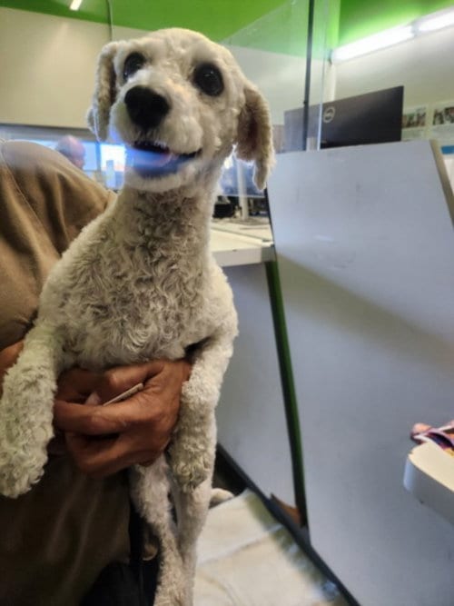Photo of Blanka, adoptable Poodle (Miniature) in Los Angeles, California