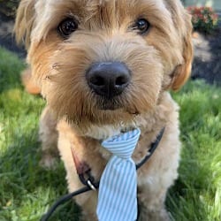 Photo of Winston, adoptable Poodle (Miniature) in Columbia, Maryland