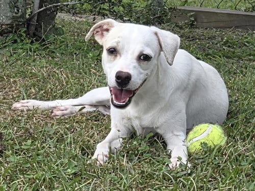 Photo of Bram, adoptable Terrier in Panama City, Florida