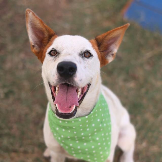 Photo of Spot, adoptable dog in San Antonio, Texas