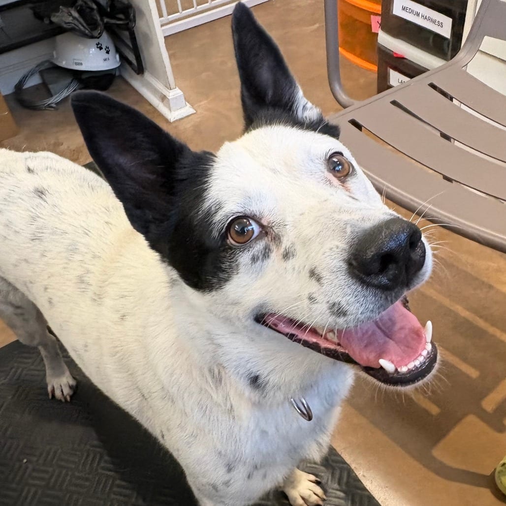 Photo of Winnie, adoptable Cattle Dog, Australian (Blue Heeler) / Mixed Breed (Medium) in Riverwoods, Illinois