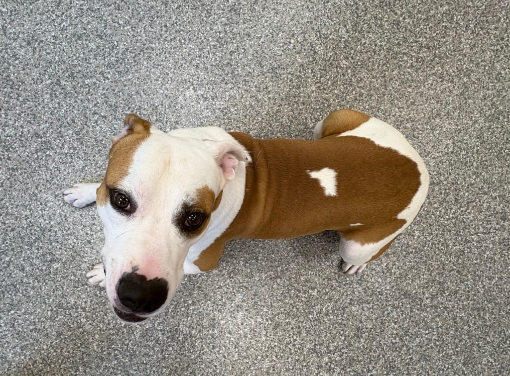 Photo of Huck, adoptable Pit Bull Terrier in Findlay, Ohio