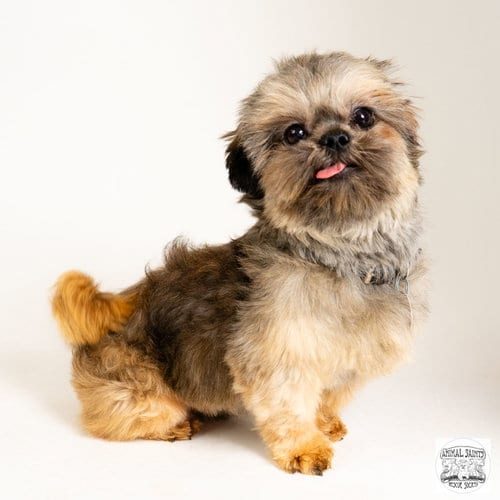 Photo of Nino, adoptable Shih Tzu in Fort Montgomery, New York