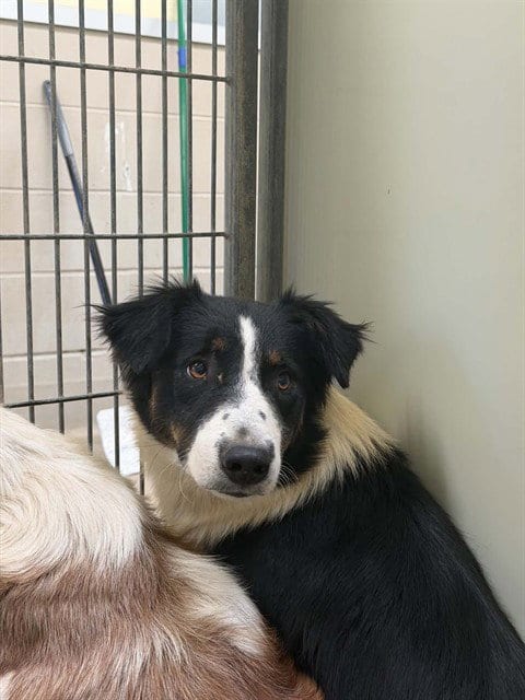 Photo of Emily, adoptable Border Collie in Lompoc, California