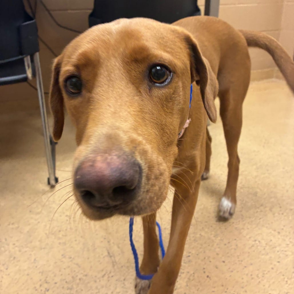 Photo of Coco, adoptable Retriever, Labrador / Mix in Brownsville, Texas