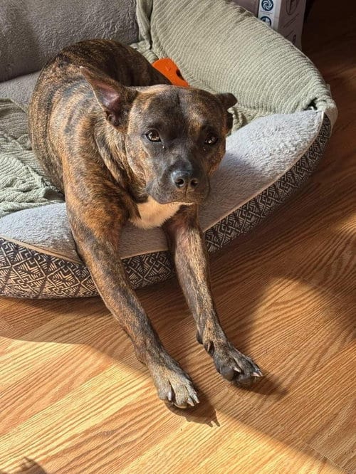 Photo of Sissy - The Three Legged Sweetheart, adoptable Pit Bull Terrier in Oakhurst, New Jersey
