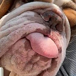 Photo of Blake Buttercup, adoptable English Bulldog in Boulder, Colorado