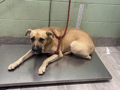 Photo of Lucky, adoptable Labrador Retriever in Grand Prairie, Texas